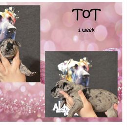 Great Dane Puppies from Alchemy Danes