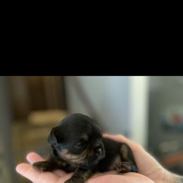 Brussels Griffon Puppies from Shelly's Brussels Griffons