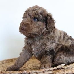 Chocolate Merle boy - Chocolate male Goldendoodle puppy in Hobbs, New Mexico from Goldie Locks Golden Retrievers & Doodles