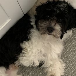 Boba - Havanese
