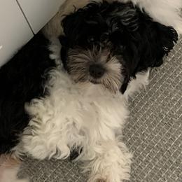 Boba - Havanese
