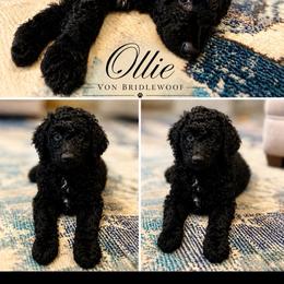 Ollie von Bridlewoof - Black male Goldendoodle puppy in East Otis, Massachusetts from BridleWoof