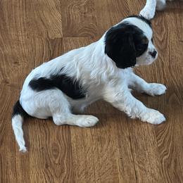 Cavalier King Charles Spaniel Puppies from Queen City Cavaliers