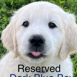 Boy 1 - Light golden male Golden Retriever puppy in Liberty, Kentucky from Janean's Golden Retrievers