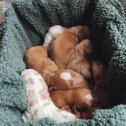 Goldendoodle Puppies from Peach and Honey Doodles