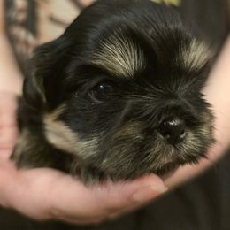 Boy 1 - Black and tan male Shih Tzu puppy in Norris City, Illinois from Dainty and Darling Shih Tzu