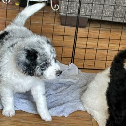 Aussiedoodle Puppies from Vali Girl Aussiedoodles