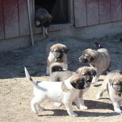 Anatolian Pyrenees Puppies from Brotherton Family Farms