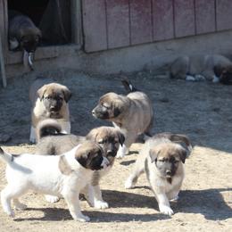 Anatolian Pyrenees Puppies from Brotherton Family Farms