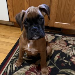 Shelby - Fawn female Boxer puppy in Cicero, New York from MK Boxer Haven of CNY