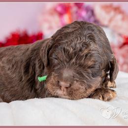 Killian - Brown and tan male Cockapoo puppy in Connersville, Indiana from Deaz Doodle Ranch