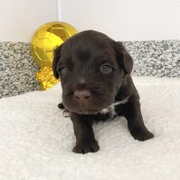 Mr Belgium (World Cup Litter) - Brown and white male Portuguese Water Dog puppy in Grants Pass, Oregon from Rogue River Portuguese Water Dogs