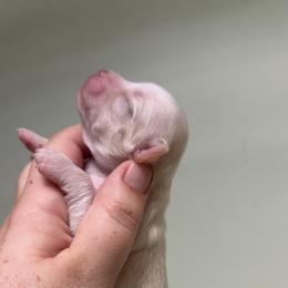 Scrat - Cream and white male Chihuahua puppy in Austin, Indiana from Dog Bones N Harmony