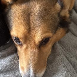Pembroke Welsh Corgis from Moonrise
