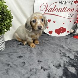 Remley - Gray (blue) female Dachshund puppy in Smithville, Oklahoma from Bristy’s Pampered Pups