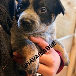 F1 - Blue speckled female Australian Cattle Dog puppy in Ionia, Michigan from SB Heelers Cattle Dogs and Performance Horses