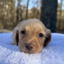 Claire - Red female Dachshund puppy in Newport, Tennessee from Justice Doxies
