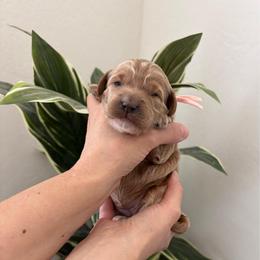 Pink collar - Red  female Goldendoodle puppy in Surprise, Arizona from AZ Ohana Doodles