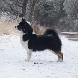 Mylee - Icelandic Sheepdog