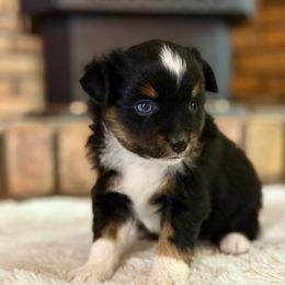 Sprout - Black tri male Toy Australian Shepherd puppy in Hotchkiss, Colorado from Yampa Valley Aussies