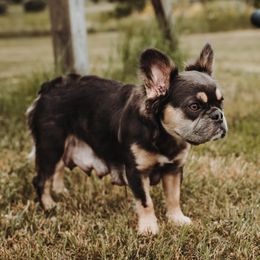 Australian Shepherds and French Bulldogs from Rana's Australian Shepherds & Frenchies