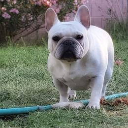 Snow - French Bulldog