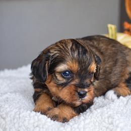 Anna - Black and tan female Cavapoo puppy in Gap, Pennsylvania from Country View Puppies ( License 18816)