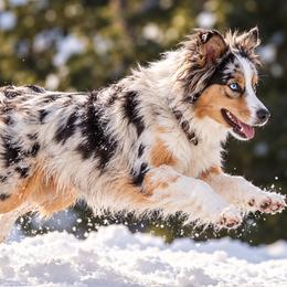 Australian Shepherds from Legacy Water Australian Shepherds