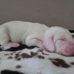 Brock - Lemon and white male Basset Hound puppy in Denison, Texas from Emma Lou's Baby Bassets