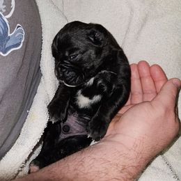 Male 1 - Brindle - Brindle male Boxer puppy in Prospect, Pennsylvania from Suttonhaus Boxers