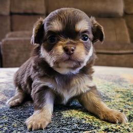 Girl 1 - Chocolate and tan female Chihuahua puppy in Brownsville, Texas from Inuzuka Chis