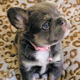 Morticia - Tricolors female French Bulldog puppy in Redlands, California from You Winnie Some (Winnie's Blues & Lilacs)