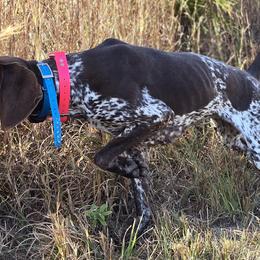 Boykin Spaniels, English Cocker Spaniels, and German Shorthaired Pointers from Flatwoods Kennels and Training LLC