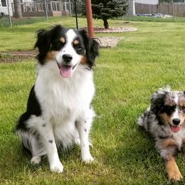 Miniature Australian Shepherd and Toy Australian Shepherd Puppies from Sapphire Stables