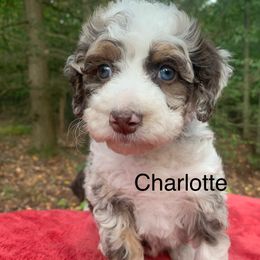 Charlotte - Chocolate merle female Bernedoodle puppy in New Ringgold, Pennsylvania from Hawk Mountain Doodles