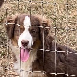 Boy4 - Red tri-color male Miniature American Shepherd puppy in Harmony, North Carolina from Carolina Pride Aussies