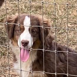 Boy4 - Red tri-color male Miniature American Shepherd puppy in Harmony, North Carolina from Carolina Pride Aussies