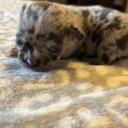 Jasper - Blue merle male Chihuahua puppy in Beckemeyer, Illinois from Guardian’s of the Chihuahuas