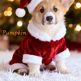 Pumpkin - Red female Pembroke Welsh Corgi puppy in Kiowa, Colorado from Cool Water Corgis LLC