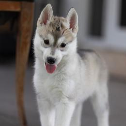 Twinkle - Gray and white female Siberian Husky puppy in North Miami, Florida from Kardrovi Siberians