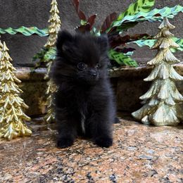 Rain - Black female Pomeranian puppy in San Jacinto, California from Savvypomeranians