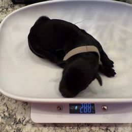 Grey collar female - Black female Double Doodle puppy in Norfolk, Virginia from Móraí’s Doodles