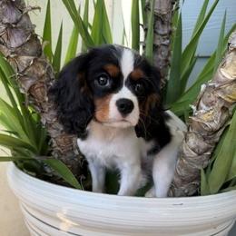 Paris - Tri-color female Cavalier King Charles Spaniel puppy in Temecula, California from Diamond Cavaliers