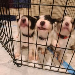 Border Collie Puppies from Sherry's Border Collies