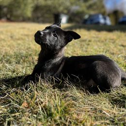 Girl 3 - Silver brindle Dutch Shepherd puppy in Watertown, Connecticut from APACHE CANINE