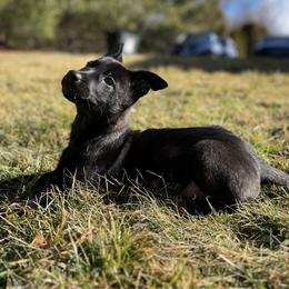 Girl 3 - Silver brindle Dutch Shepherd puppy in Watertown, Connecticut from APACHE CANINE