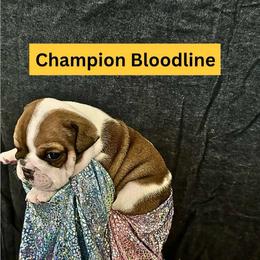 Moon Pie - Chocolate tri-color male Bulldog puppy in Tremonton, Utah from Snuggle Pups