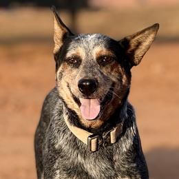 Australian Cattle Dogs from Shante Tully
