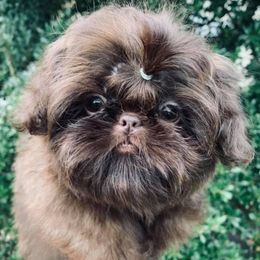 Maxwell - Shih Tzu