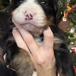 Bernese Mountain Dog Puppies from Berner Acre Woods